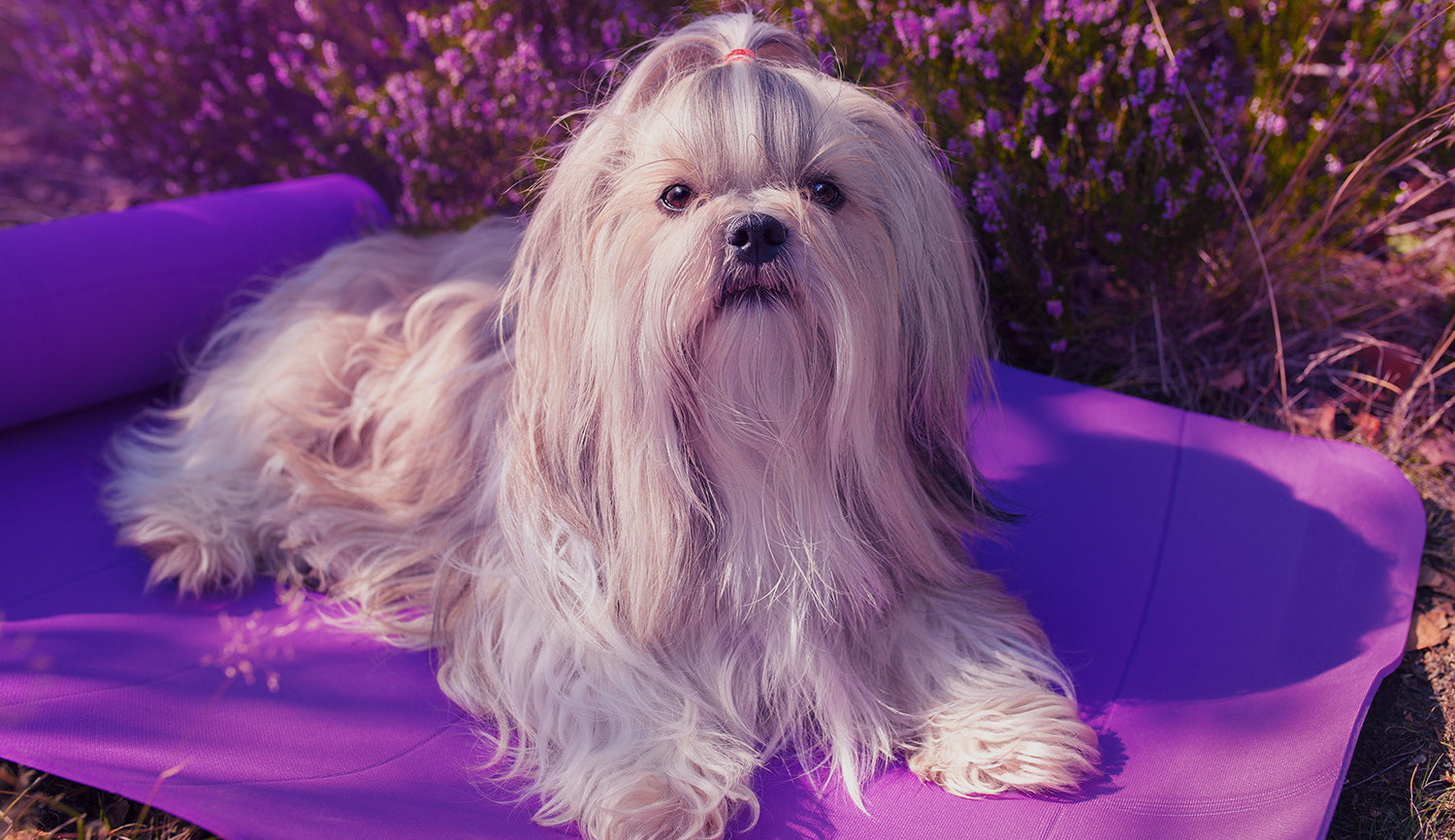 Have You Chosen The Perfect Dog Mat Yet? Doggie Snooze Tools